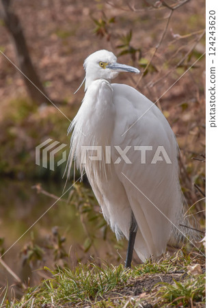 白鳥，小白鷺 124243620