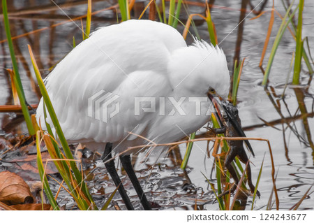 Little Egret Preying on a Frog 124243677