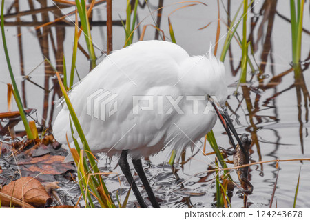 小白鷺鷥捕食青蛙 124243678