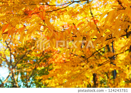 Scenery of the yellow leaves of ginkgo trees in Hikarigaoka Park in Nerima and Itabashi Wards, Tokyo Scenery of the yellow leaves of ginkgo trees in Hikarigaoka Park in Nerima and Itabashi Wards, Tokyo 124243781