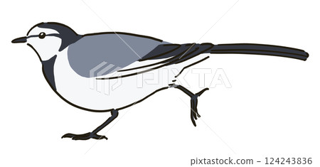 正在奔跑的鶺鴒的插圖 124243836