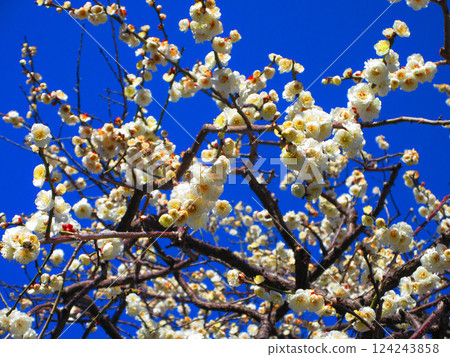 2025 年 2 月拍攝的埼玉縣川口市梅花和藍天的美景 124243858