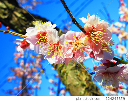 A beautiful scene of plum blossoms and blue skies in Kawaguchi City, Saitama Prefecture, photographed in February 2025 A beautiful scene of plum blossoms and blue skies in Kawaguchi City, Saitama Prefecture, photographed in February 2025 124243859