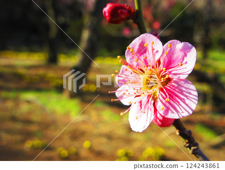 A beautiful scene of plum blossoms and blue skies in Kawaguchi City, Saitama Prefecture, photographed in February 2025 A beautiful scene of plum blossoms and blue skies in Kawaguchi City, Saitama Prefecture, photographed in February 2025 124243861