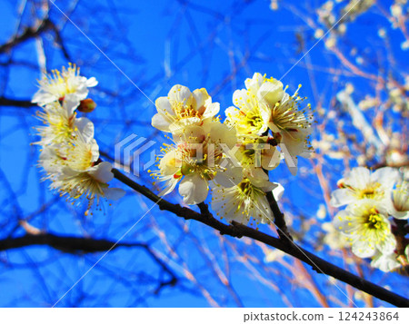 A beautiful scene of plum blossoms and blue skies in Kawaguchi City, Saitama Prefecture, photographed in February 2025 A beautiful scene of plum blossoms and blue skies in Kawaguchi City, Saitama Prefecture, photographed in February 2025 124243864