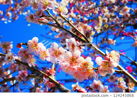 A beautiful scene of plum blossoms and blue skies in Kawaguchi City, Saitama Prefecture, photographed in February 2025 A beautiful scene of plum blossoms and blue skies in Kawaguchi City, Saitama Prefecture, photographed in February 2025 124243868