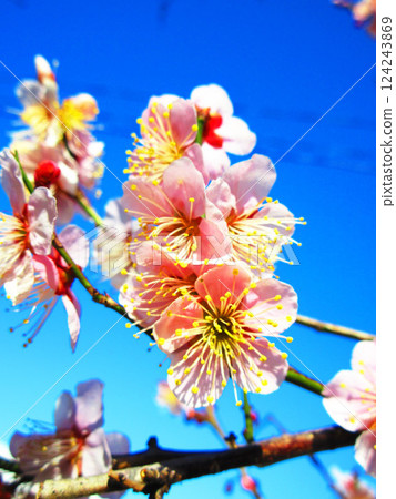 A beautiful scene of plum blossoms and blue skies in Kawaguchi City, Saitama Prefecture, photographed in February 2025 124243869