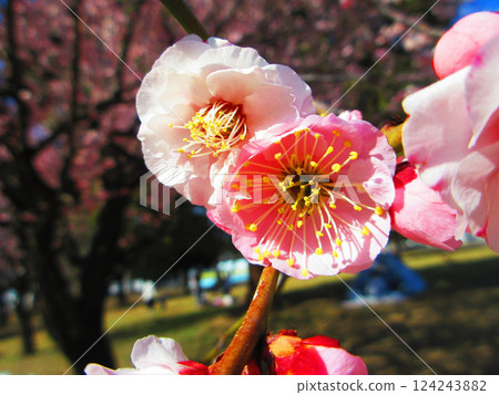 A beautiful scene of plum blossoms and blue skies in Kawaguchi City, Saitama Prefecture, photographed in February 2025 A beautiful scene of plum blossoms and blue skies in Kawaguchi City, Saitama Prefecture, photographed in February 2025 124243882