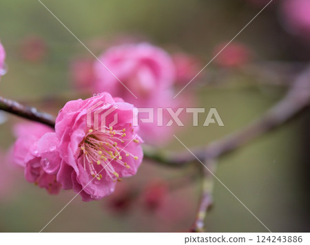 Beautiful red plum blossoms in rainy March: Mikaikou 124243886