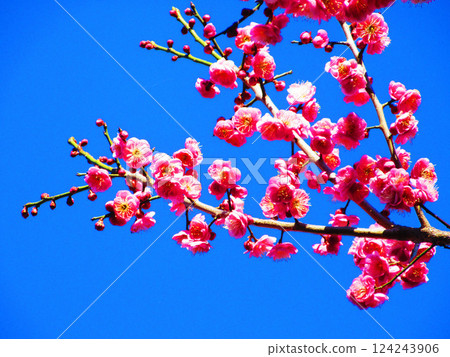 A beautiful scene of red plum blossoms and blue skies photographed in February 2025 A beautiful scene of red plum blossoms and blue skies photographed in February 2025 124243906