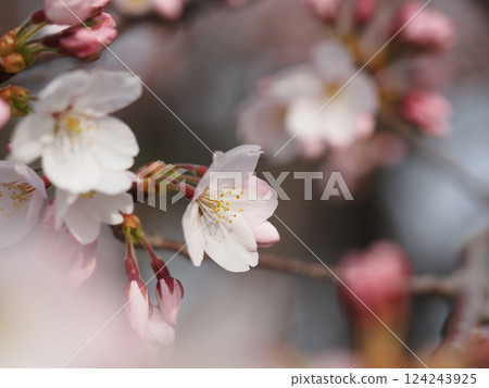 開始綻放的櫻花：染井吉野 124243925