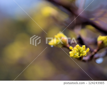 Yellow Cornus japonica flowers blooming in rainy March 124243985