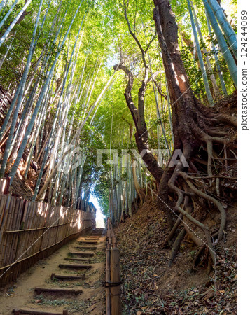 The solemn scenery of Hiyodorizaka, an ancient samurai path surrounded by bamboo forests unchanged since the Edo period The solemn scenery of Hiyodorizaka, an ancient samurai path surrounded by bamboo forests unchanged since the Edo period 124244069