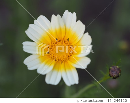蔬菜花卉:菊花 蔬菜花卉:菊花 124244120