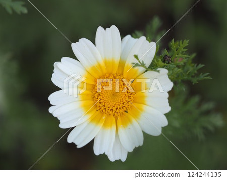 Vegetable flowers: chrysanthemum flowers Vegetable flowers: chrysanthemum flowers 124244135