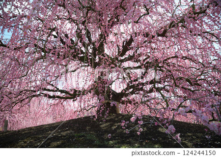 垂枝梅花,鈴鹿森林花園,2025 年 垂枝梅花,鈴鹿森林花園,2025 年 124244150