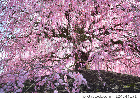 垂枝梅花,鈴鹿森林花園,2025 年 垂枝梅花,鈴鹿森林花園,2025 年 124244151