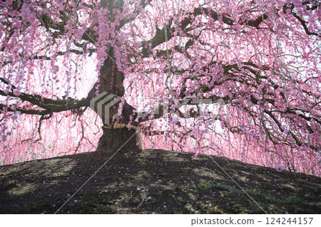 Weeping Plum Blossoms, Suzuka Forest Garden, 2025 124244157
