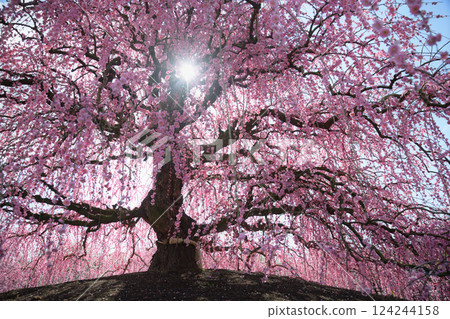 垂枝梅花,鈴鹿森林花園,2025 年 垂枝梅花,鈴鹿森林花園,2025 年 124244158