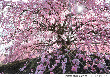 垂枝梅花,鈴鹿森林花園,2025 年 垂枝梅花,鈴鹿森林花園,2025 年 124244163