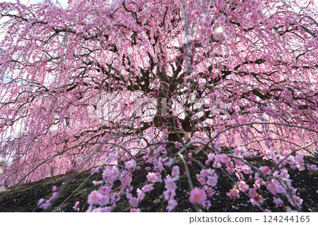 垂枝梅花，鈴鹿森林花園，2025 年 124244165