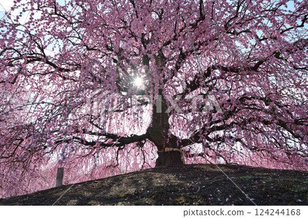 垂枝梅花，鈴鹿森林花園，2025 年 124244168