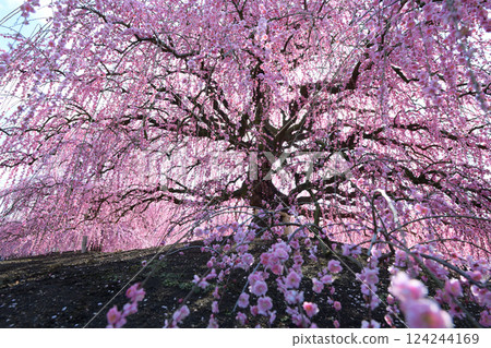 Weeping Plum Blossoms, Suzuka Forest Garden, 2025 124244169