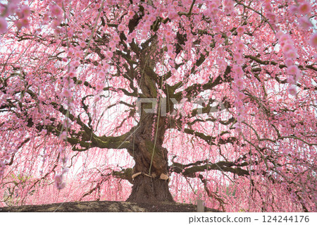 Weeping Plum Blossoms, Suzuka Forest Garden, 2025 124244176