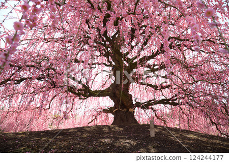 Weeping Plum Blossoms, Suzuka Forest Garden, 2025 Weeping Plum Blossoms, Suzuka Forest Garden, 2025 124244177