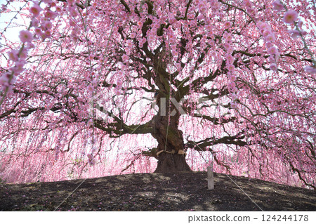 Weeping Plum Blossoms, Suzuka Forest Garden, 2025 124244178