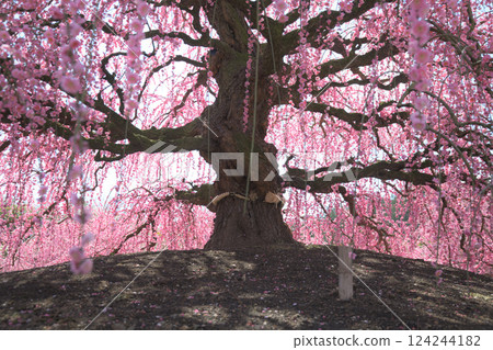 Weeping Plum Blossoms, Suzuka Forest Garden, 2025 124244182