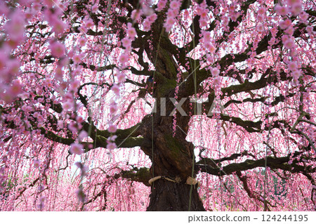 Weeping Plum Blossoms, Suzuka Forest Garden, 2025 124244195