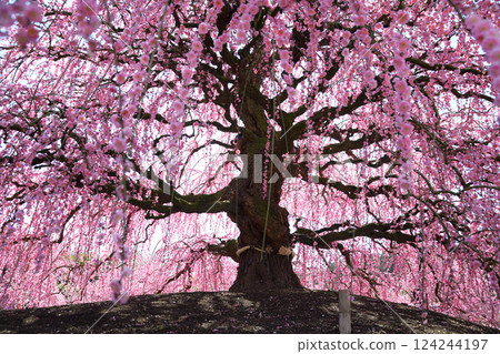 Weeping Plum Blossoms, Suzuka Forest Garden, 2025 124244197