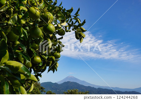 A view of the citrus trees against the blue sky and Mount Fuji at Satta Pass 124244268