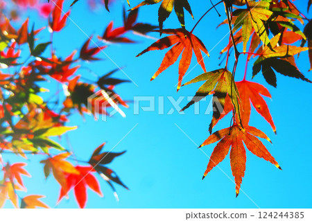 秋葉和藍天的美麗風景 秋葉和藍天的美麗風景 124244385