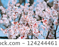 梅花盛開預示著早春 124244461