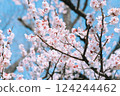 梅花在藍天的襯托下盛開 124244462