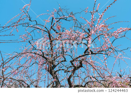 在藍天的李子開花 在藍天的李子開花 124244463