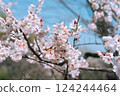 梅花和芽 124244464