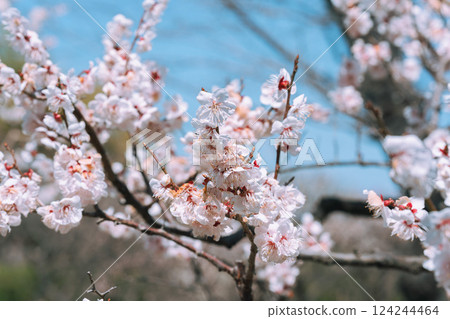 Plum blossoms and buds 124244464