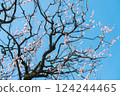 發光在藍天的白色李子 124244465