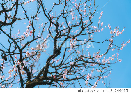 發光在藍天的白色李子 發光在藍天的白色李子 124244465