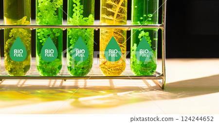 Algae fuel biofuel industry lab researching for alternative to fossil algae fuel or algal biofuel. Zero carbon emission concept. Algae fuel biofuel industry lab researching for alternative to fossil algae fuel or algal biofuel. Zero carbon emission concept. 124244652