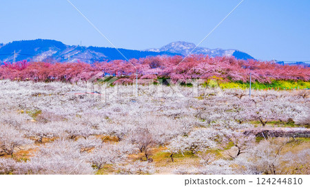 Kawazu cherry blossoms, white plum groves and snow on Mount Haruna 124244810
