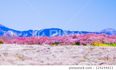 白梅林中盛開的河津櫻花 124244811