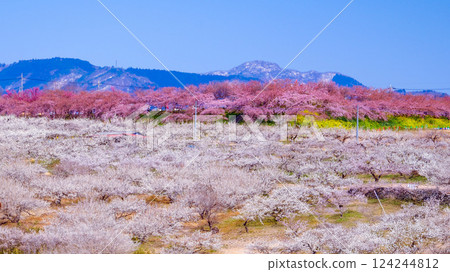 Kawazu cherry blossoms, white plum blossoms and Mount Haruna Kawazu cherry blossoms, white plum blossoms and Mount Haruna 124244812