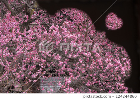 京都興正寺：心形盛開的梅花 124244860