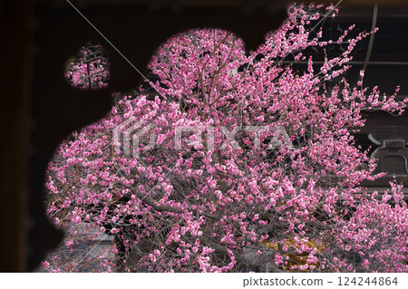 京都興正寺：心形盛開的梅花 124244864