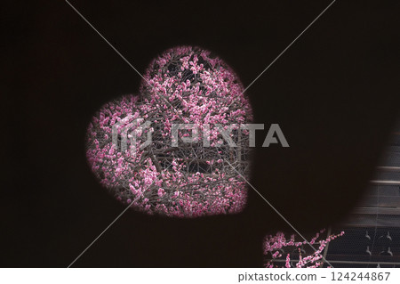 京都興正寺:心形盛開的梅花 京都興正寺:心形盛開的梅花 124244867