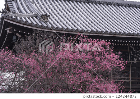 京都興正寺:梅花盛開和三門 京都興正寺:梅花盛開和三門 124244872